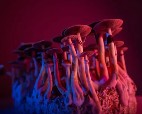 About Psychedelics by the Philosopher: An Intellectual Exploration into Mind-Altering Compounds